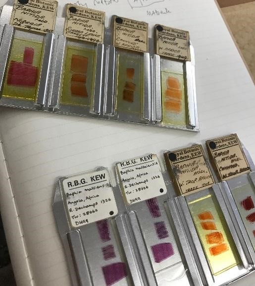 Microscope slide wood samples at Kew