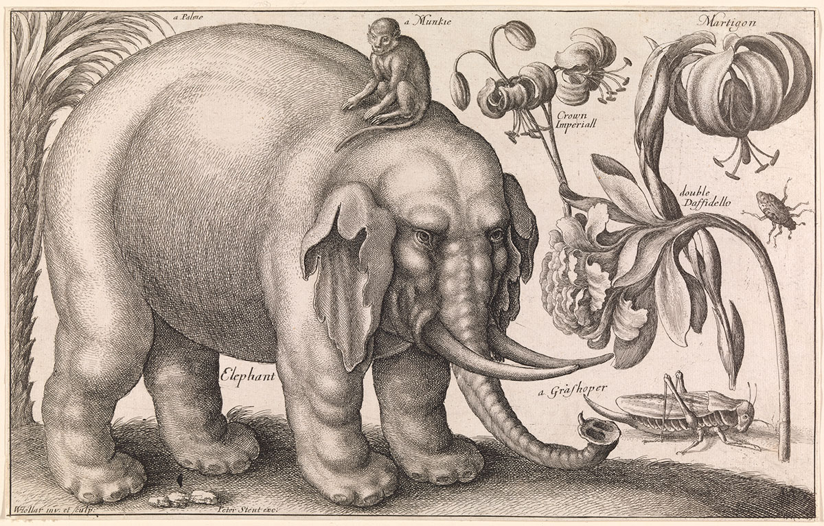 Elephant and Flowers, 1663, Wenceslaus Hollar